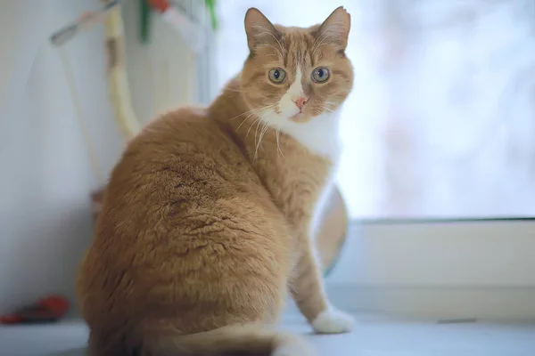 Gatto Rossiccio Simpatico Animale Domestico Bellissimo Gatto Rosso Zenzero — Foto Stock