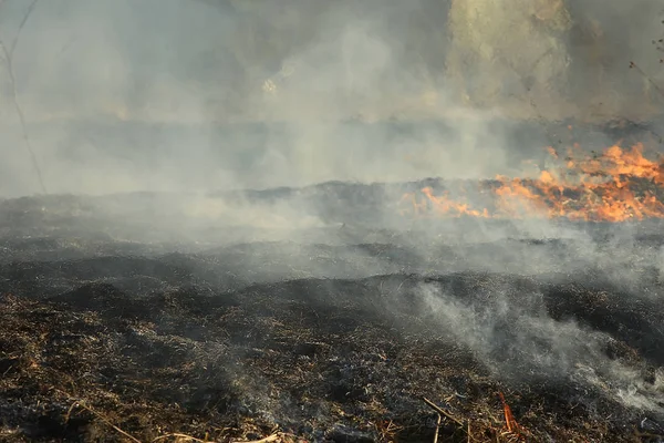 Fuoco Nel Campo Fuoco Nell Erba Secca Paglia Ardente Elemento — Foto Stock