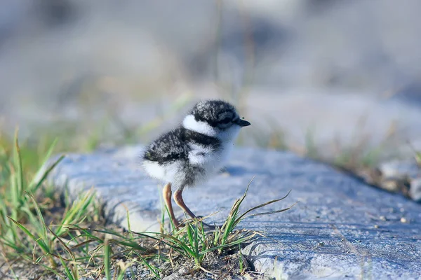 Little Cute Chick Little Gull Wild Beautiful Chick Wild — Stock Photo, Image