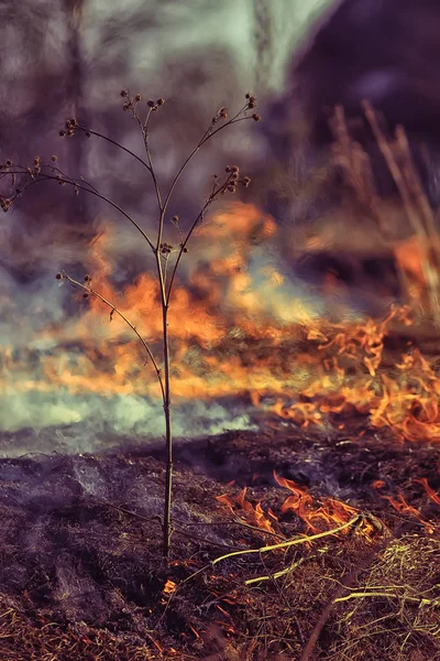 Brand Fältet Brand Torrt Gräs Brinnande Halm Element Naturlandskap Vind — Stockfoto