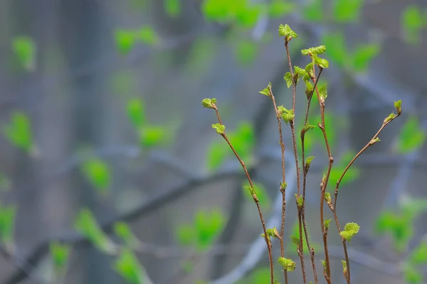 Ramas Pequeñas Con Brotes Hojas Fondo Primavera Concepto Frescura Botánica —  Fotos de Stock