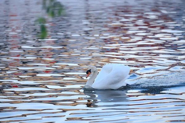 Weiße Schwäne Wasser Wilde Schöne Vögel Schwäne Der Natur — Stockfoto