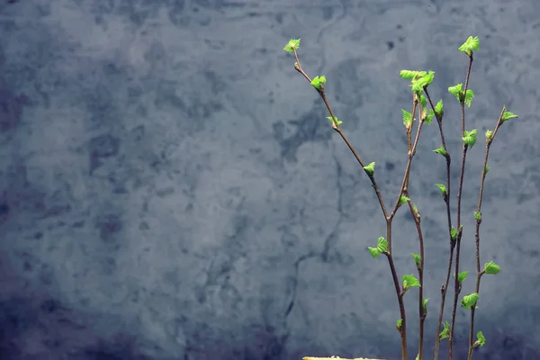 Petites Branches Avec Bourgeons Feuilles Fond Printanier Concept Fraîcheur Botanique — Photo