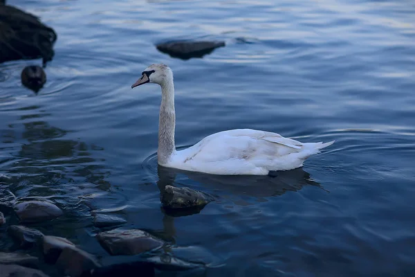 Weiße Schwäne Wasser Wilde Schöne Vögel Schwäne Der Natur — Stockfoto