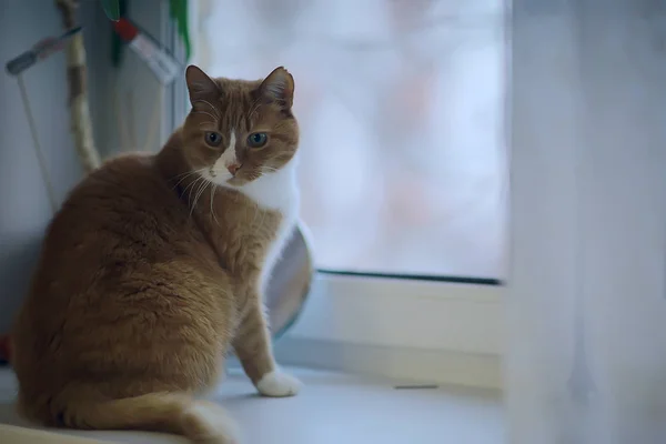 Gatto Rossiccio Simpatico Animale Domestico Bellissimo Gatto Rosso Zenzero — Foto Stock