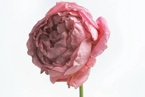 Gül Beyaz Arka Plan Kırmızı Gül Çiçeği Izole Tomurcuk — Stok fotoğraf