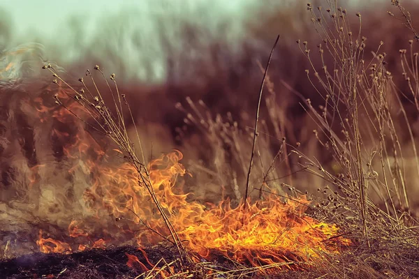 火在田间 火在干草 燃烧稻草 自然景观 — 图库照片