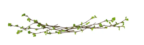 White Background Branches Small Leaves Spring Isolated White Young Branches — 스톡 사진