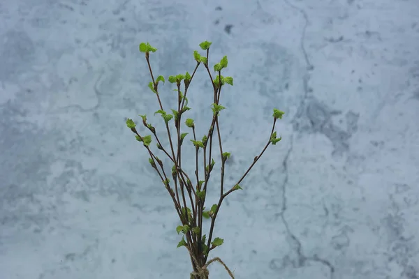 芽の葉を持つ小さな枝 春の背景 コンセプト鮮度植物学の若者 — ストック写真