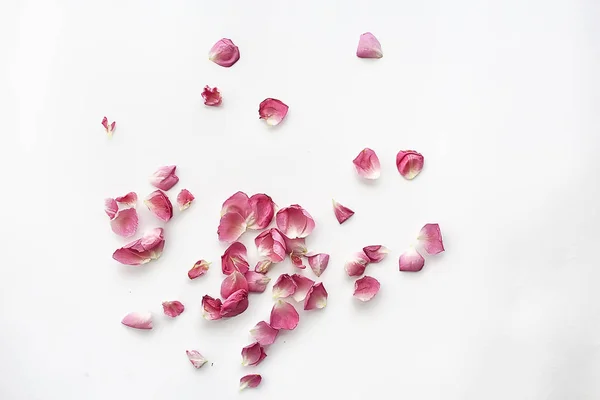 粉红色和红色花瓣背景 抽象香气背景 水疗粉红色花瓣 — 图库照片