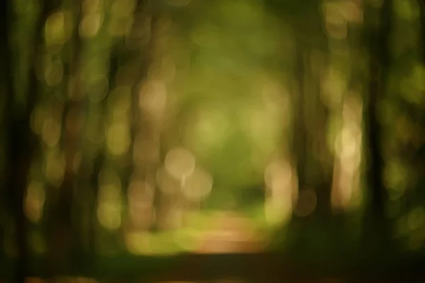 夏の公園の背景 自然の木緑の葉 抽象的な背景夏の景色 — ストック写真