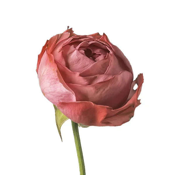 Růže Bílá Pozadí Izolovaný Pupen Červené Růžové Květiny — Stock fotografie