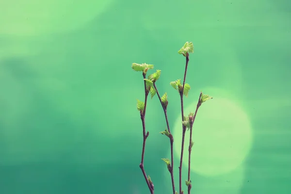 Μικρά Κλαδιά Μπουμπούκια Φύλλα Ελατήριο Φόντο Έννοια Φρεσκάδα Βοτανική Νεολαία — Φωτογραφία Αρχείου