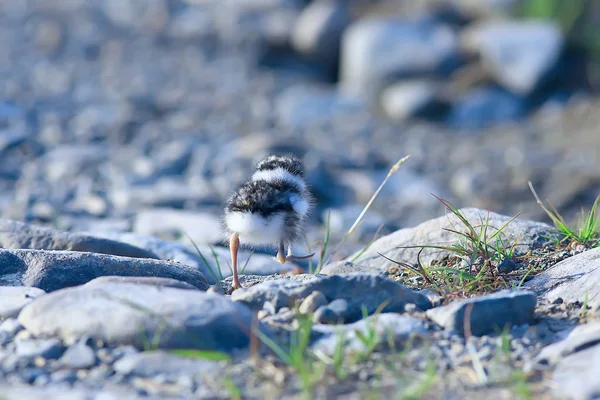 Little Cute Chick Little Gull Wild Beautiful Chick Wild — Stock Photo, Image