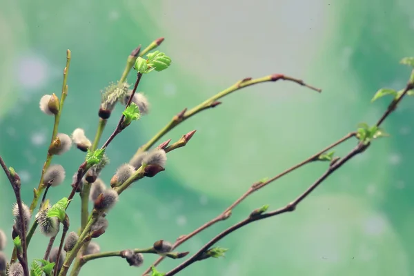 Ramas Pequeñas Con Brotes Hojas Fondo Primavera Concepto Frescura Botánica — Foto de Stock