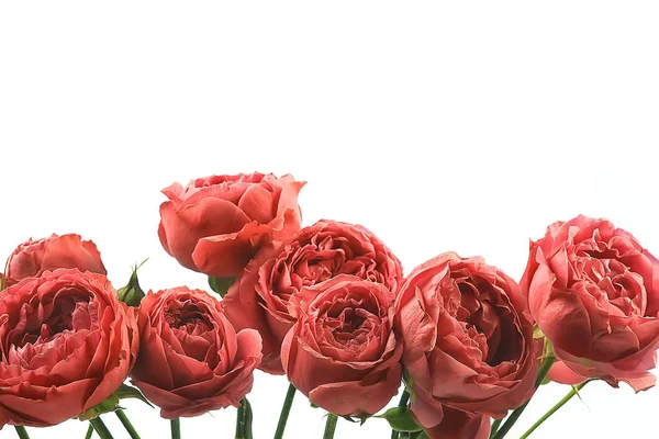 Rose Vit Bakgrund Isolerad Knopp Röd Ros Blomma — Stockfoto