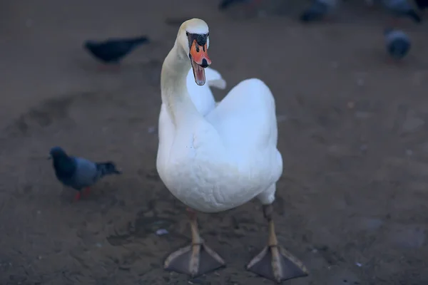 Sudaki Beyaz Kuğular Vahşi Kuşlar Doğadaki Kuğular — Stok fotoğraf