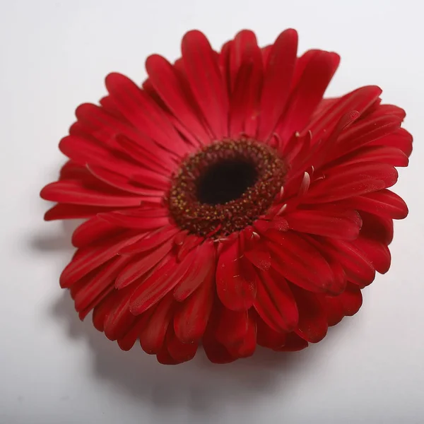 Flor Gerbera Roja Flor Hermosa Roja Del Verano Concepto Del — Foto de Stock