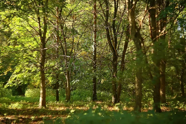 Sommarpark Bakgrund Natur Träd Gröna Löv Abstrakt Bakgrund Sommarvy — Stockfoto