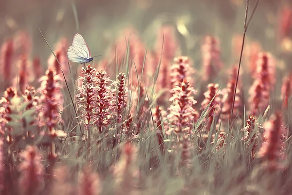 Mariposa Sobre Una Flor Primavera Verano Fondo Naturaleza Flores Abstracto —  Fotos de Stock