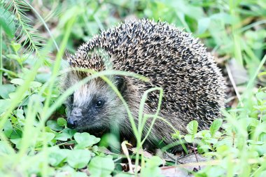 sonbahar orman / vahşi hayvan sonbahar orman, doğa, sevimli küçük dikenli kirpi kirpi kirpi