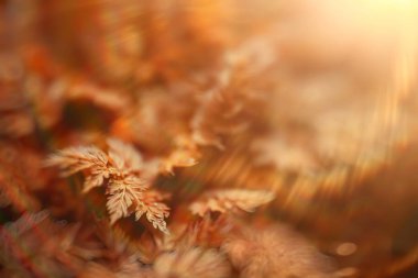 sarı çim doğa üzerinde manzara vahşi alan Hint yaz / manzara sonbahar görünümü üst görünüm bırakır