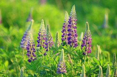 tarlada lupins / yaz çiçekleri mor kır çiçekleri, doğa, yaz aylarında alanında peyzaj