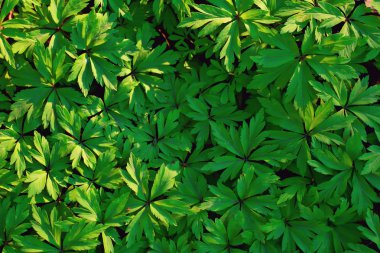 yabani çiçekler üst görünüm arka plan / soyut mevsimsel arka plan, yaz küçük çiçekler, doğa bahar, çiçek soyutlama