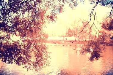sarı bir parkta sonbahar parkı güneş manzara / mevsimlik sonbahar manzara, Ekim ayında gün batımında güneş ışınları