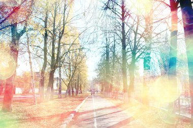 parkta sonbahar manzara / mevsimlik sarı manzara düşmüş yaprakları ile güneşli park