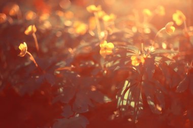 buttercups çiçek arka plan / soyut arka plan mevsimsel, ilkbahar, yaz, doğa çiçek, sarı yabani çiçekler