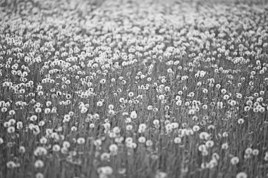 beyaz karahindiba tarlası / kabartma sinekler, karahindiba tohumu, yaz, tarlada yabani çiçekler, peyzaj mevsimlik doğa