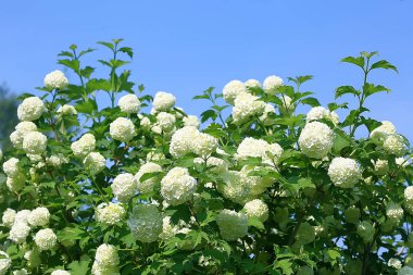viburnum bulbanesh çiçeklenmeler bahçede çalılar / beyaz çiçekler yaz manzarası ile viburnum bahçe çalılar