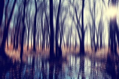 bulanık sonbahar arka plan parkı / sarı duvar kağıdı, sonbahar ormanı, mevsimlik peyzaj kavramı, ağaçlar dalları, yapraklar