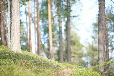 yaz ormanı manzara / yeşil ağaçlar yaz manzarası, ormanda yürüyüş, güneşli bir gün