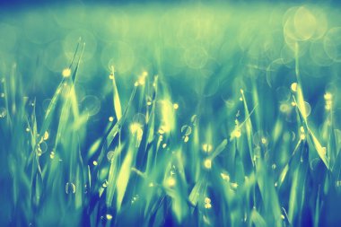 yeşil çim arka plan / soyut arka plan, doğa, taze yeşil bitki örtüsü, alan