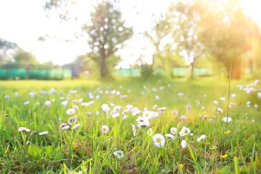 kır çiçekleri alan / doğa manzara, soyut arka plan görünümü yaz çiçekleri ayrıntıları çiçek