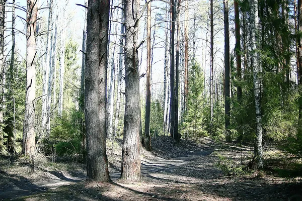 Bahar Orman Manzara Mevsimlik Ormanda Yeşil Arka Plan Ağaçları Doğada — Stok fotoğraf