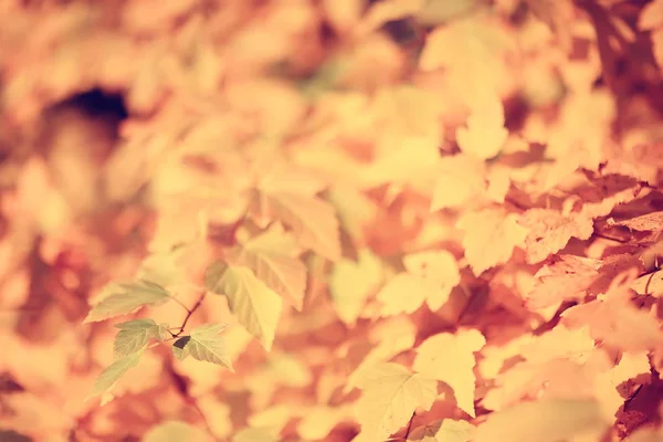 Větve Zanechává Žluté Pozadí Abstraktní Sezónní Pozadí Padající Listí Krásná — Stock fotografie