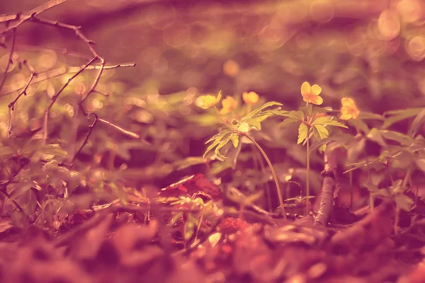 Gelbes Gras Blätter Von Oben Ansicht Wildes Feld Indischen Sommer — Stockfoto