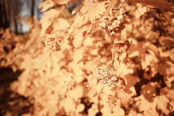 Κλαδιά Αφήνει Κίτρινο Φόντο Αφηρημένο Εποχιακό Φόντο Πέφτει Φύλλα Όμορφη — Φωτογραφία Αρχείου