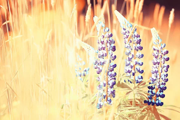 Tremoços Campo Flores Verão Roxo Flores Silvestres Natureza Paisagem Campo — Fotografia de Stock