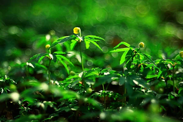 Buttercups Flowers Background Abstract Background Seasonal Spring Summer Nature Flower — Stock Photo, Image