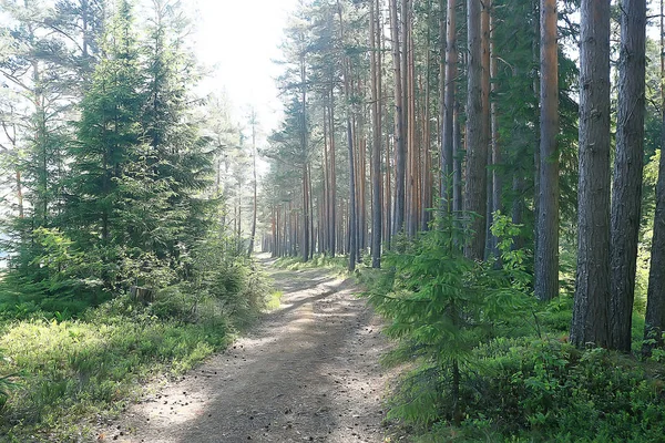 Letní Lesní Krajina Selektivní Zaměření — Stock fotografie