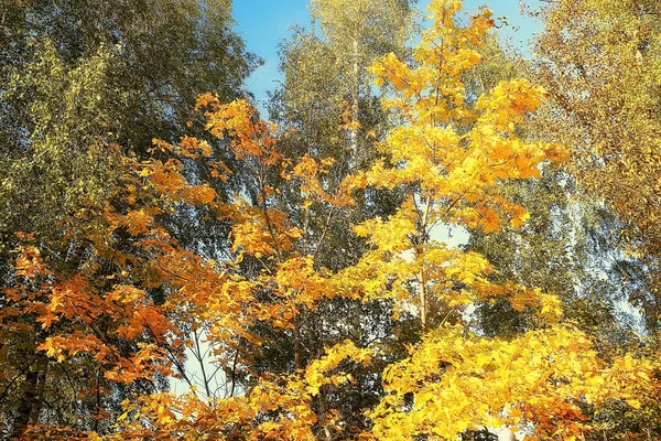 Bellissimo Paesaggio Foresta Parco Autunnale Alberi Fogliame Giallo Paesaggio Autunnale — Foto Stock