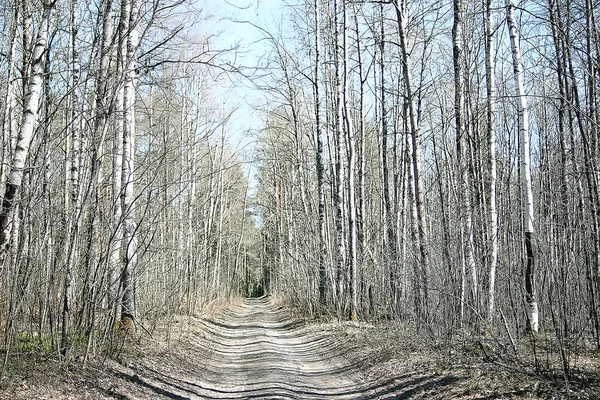 Primavera Foresta Paesaggio Stagionale Verde Alberi Sfondo Nella Foresta Fresco — Foto Stock