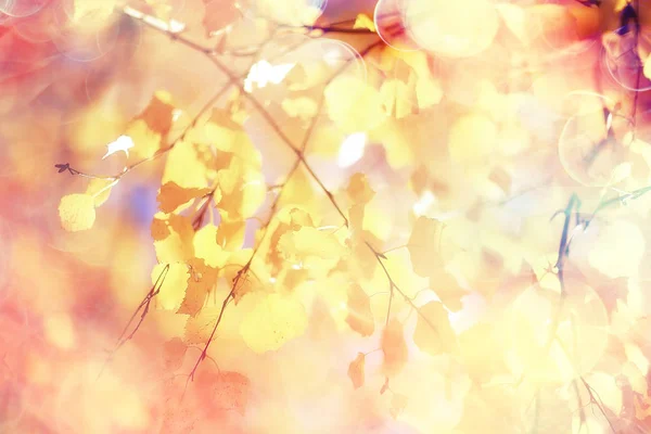 Gele Bladeren Bokeh Seizoensgebonden Achtergrond Mooie Herfst Bladeren Gele Takken — Stockfoto