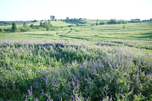 Peisaj Flori Sălbatice Câmp Mare Peisaj Cer Sat Flori Violet — Fotografie, imagine de stoc