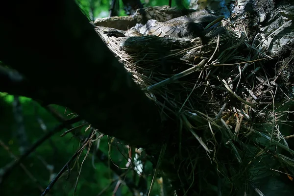 Гнездо Дроздом Дроздом Дикой Природой Птенцы Гнезде Маленькие Птицы Дети — стоковое фото