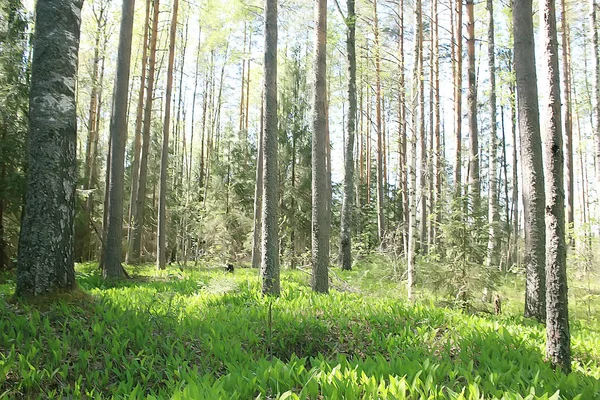 Летний Лесной Ландшафт Селективное Внимание — стоковое фото